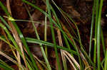 Wildenow's sedge